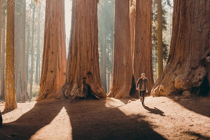 Sequoia Full Day Private Tour and Hike - Photo 1 of 5